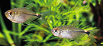 Image of Hemigrammus falsus (Head-and-tail-light fish)