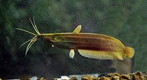 Image of Heteropneustes fossilis (Stinging catfish)