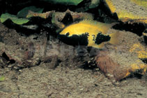 Image of Herichthys labridens (Curve-bar cichlid)