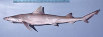 Image of Hemigaleus australiensis (Australian weasel shark)
