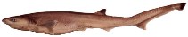 Image of Heptranchias perlo (Sharpnose sevengill shark)
