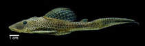 Image of Hypostomus wilsoni 