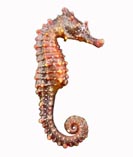 Image of Hippocampus breviceps (Shorthead seahorse)