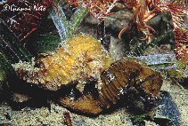 Image of Hippocampus hippocampus (Short snouted seahorse)