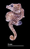 Image of Hippocampus nalu (Sodwana pygmy seahorse)