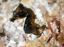 Image of Hippocampus nalu (Sodwana pygmy seahorse)