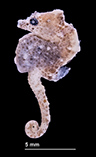 Image of Hippocampus nalu (Sodwana pygmy seahorse)