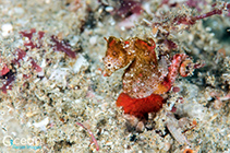 Image of Hippocampus nalu (Sodwana pygmy seahorse)