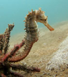 Image of Hippocampus spinosissimus (Hedgehog seahorse)