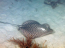 Image of Himantura uarnak (Honeycomb stingray)