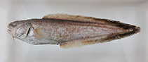 Image of Hoplobrotula armata (Armoured cusk)