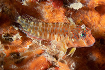 Image of Hypleurochilus aequipinnis (Oyster blenny)