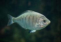 Image of Hyperprosopon argenteum (Walleye surfperch)