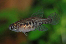 Image of Hypsolebias auratus 