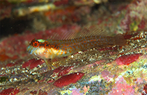 Image of Hypleurochilus brasil (Brazil blenny)