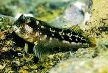 Image of Hypsoblennius brevipinnis (Barnaclebill blenny)