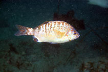 Image of Hypsurus caryi (Rainbow seaperch)