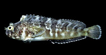 Image of Hypsoblennius caulopus (Tidepool blenny)