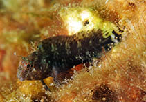 Image of Hypleurochilus caudovittatus (Zebratail blenny)