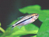 Image of Hyphessobrycon cyanotaenia 