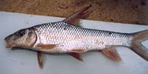 Image of Hypselobarbus dubius (Nilgiris barb)