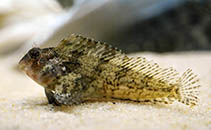 Image of Hypsoblennius hentz (Feather blenny)