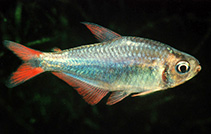 Image of Hyphessobrycon margitae 