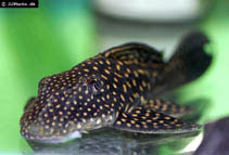 Image of Hypostomus margaritifer 