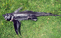 Image of Hydrolagus melanophasma (Eastern Pacific Black Ghostshark)