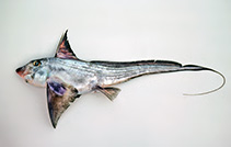 Image of Chimaera ogilbyi (Ogilbys ghostshark)