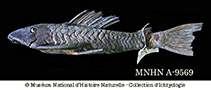 Image of Hypostomus robinii (Teta)