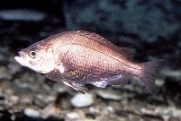 Image of Hysterocarpus traskii (Russian river tule perch)