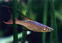 Image of Iriatherina werneri (Threadfin rainbowfish)