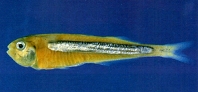 Image of Iso flosmaris 