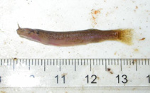 Image of Ituglanis nebulosus 