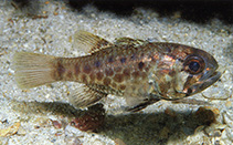 Image of Jaydia argyrogaster (Silvermouth siphonfish)