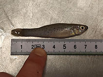 Image of Jenynsia onca (Jaguar livebearer)