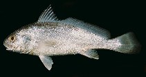 Image of Johnius carouna (Caroun croaker)