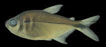 Image of Jupiaba citrina 