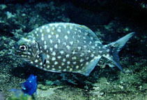 Image of Kyphosus elegans (Cortez sea chub)