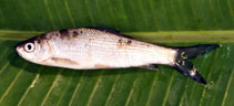 Image of Labeo dussumieri (Common labeo)