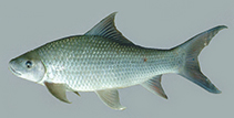 Image of Labeo dyocheilus 