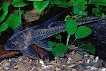 Image of Lamontichthys filamentosus 