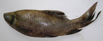 Image of Labeo fimbriatus (Fringed-lipped peninsula carp)