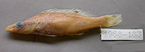 Image of Lappanella guineensis 