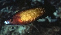 Image of Labropsis micronesica (Micronesian wrasse)