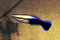 Image of Labroides phthirophagus (Hawaiian cleaner wrasse)
