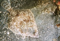 Image of Lepidopsetta bilineata (Pacific rock sole)