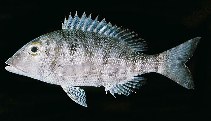 Image of Lethrinus borbonicus (Snubnose emperor)