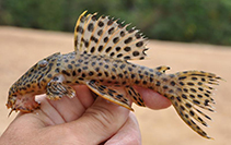 Image of Leporacanthicus heterodon 